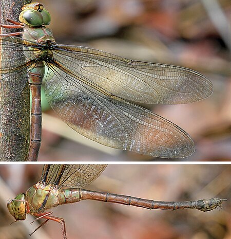 Heliaeschna fuliginosa