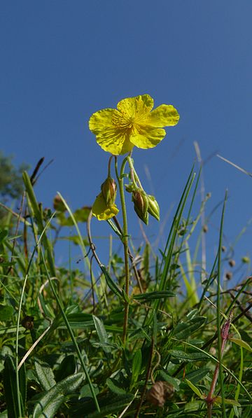 Gelbes Sonnenröschen