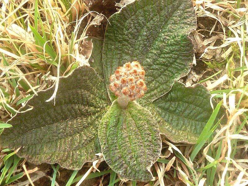 File:Helichrysum nudifolium var pilosellum, habitus, Tweeling, a.jpg