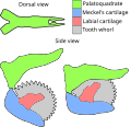 Category Helicoprion Wikimedia Commons