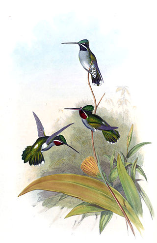 <span class="mw-page-title-main">Starthroat</span> Genus of birds