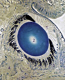 Helix pomatia, light micrograph of an eye; 1 anterior chamber, 2 lens, 3 retina, 4 optic nerve Helix pomatia eye microscopical.jpg