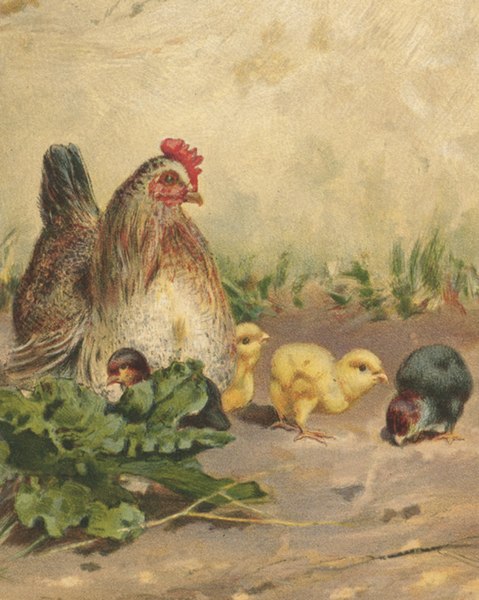 File:Hen with Four Chickens (Boston Public Library) (cropped).jpg