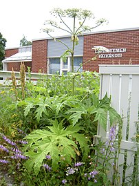 Heracleum mantegazzianum lapinniemi.jpg