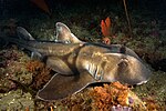 Thumbnail for Port Jackson shark