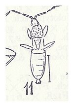Vignette pour Heterogaster antiquus