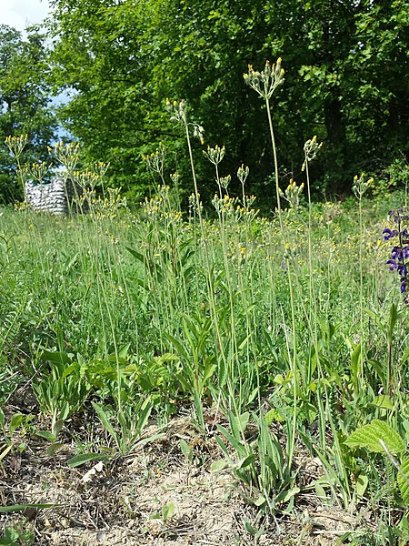 File:Hieracium densiflorum sl3.jpg