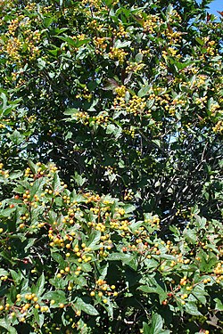 Highbush Cranberry (Viburnum opulus var. americanum)