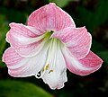 * Nomination Hippeastrum 'Appleblossom'. . . This flower is 5" across. --Jim Evans 11:27, 7 January 2021 (UTC) * Decline  Oppose Beautiful flower, but does not seem sharp enough for QI. --Rhododendrites 04:00, 8 January 2021 (UTC)