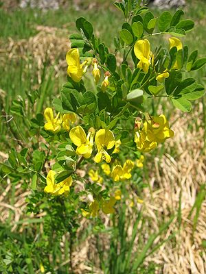 Red vetch (Hippocrepis emerus)