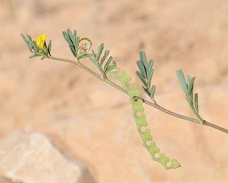 Hippocrepis unisiliquosa 1.jpg