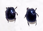 Thumbnail for Margarinotus brunneus