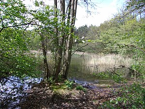 Holdenstedter Ponds - Uelzen district.jpg