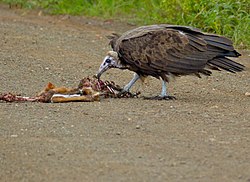 Hooded Vulture (Necrosyrtes monachus) (13646157073).jpg