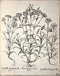 Miniatuur voor Bestand:Hortus Eystettensis, 1640 (BHL 45339 337) - Classis Aestiva 185.jpg