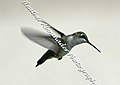 Hovering female ruby throated hummingbird (2739259116).jpg
