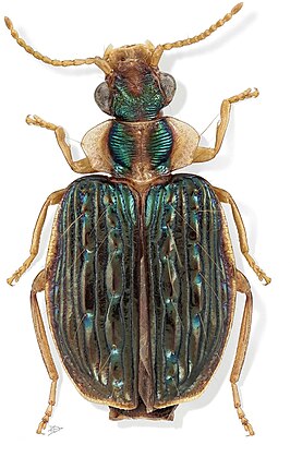 Hyboptera angulicollis