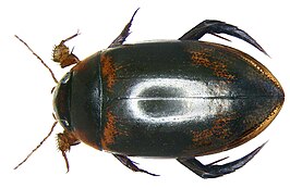 Hydaticus sellatus