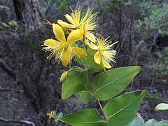 Hypericum grandifolium en Anaga.