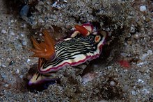 Hypselodoris nigrolineata 41127348.jpg