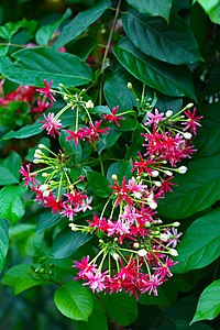 เล็บมือนาง (Rangoon creeper)