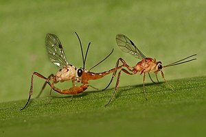 Ichneumonidae mating