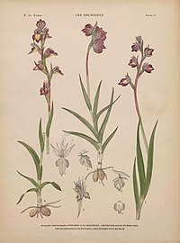 plate 13 - (text explanation page 10) × Orchiserapias tommasinii × Serapicamptis tommasinii × Orchiserapias barlae × Serapicamptis barlae × Orchiserapias purpurea × Serapicamptis rousii