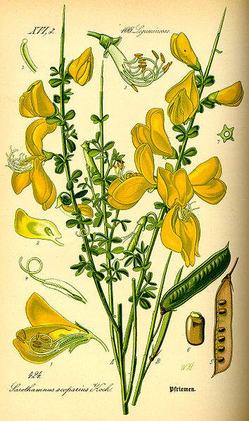 File:Illustration Cytisus scoparius0.jpg