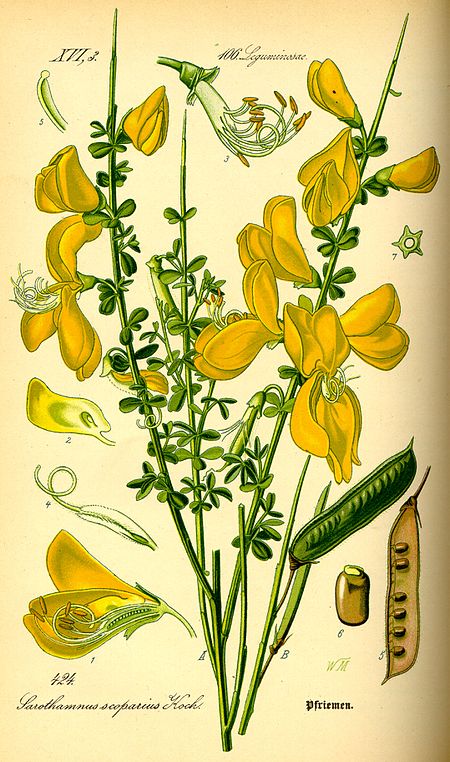 Cytisus scoparius