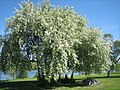 Traubenkirschen in voller Blüte am Oulujoki (Finnland) Anfang Juni