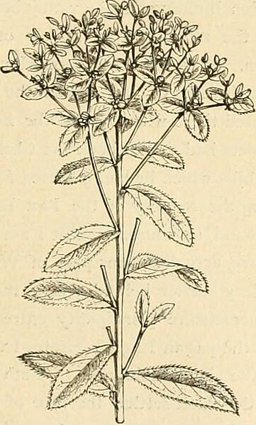 File:Image from page 58 of "Flowers and their pedigrees" (1884) (14804293843).jpg