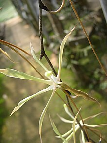 Inflorescence Aerangis gracillima (Kraenzl.) JC.Arends J.jpg