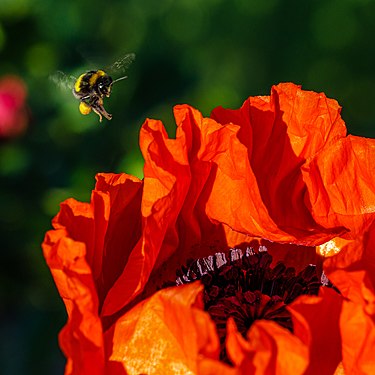 Bumblebee approaching a oriental poppy blossom