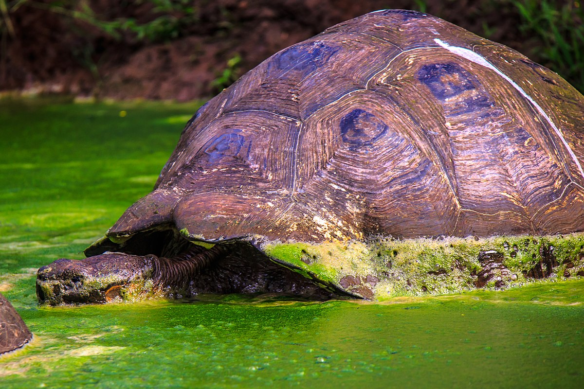 Một chú rùa khổng lồ nằm bơi lội trên bề mặt nước biển xanh thẳm, tạo ra một cảm giác kỳ bí và đáng kinh ngạc. Hãy đắm chìm vào thế giới của loài rùa khổng lồ và thưởng thức vẻ đẹp tự nhiên đến từ đại dương.