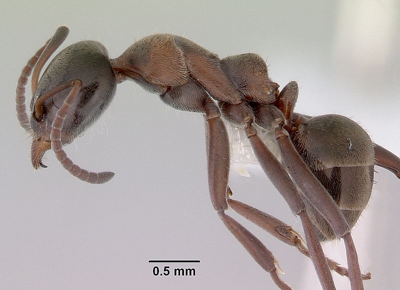 File:Iridomyrmex hesperus casent0172052 profile 1.jpg