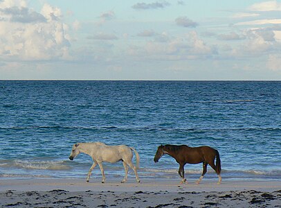 Islandhorses.jpg