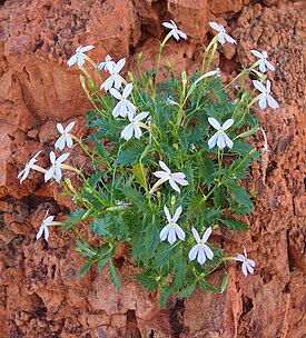 Isotoma petraea