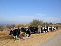 Israel Ramot (Golan) cows.jpg