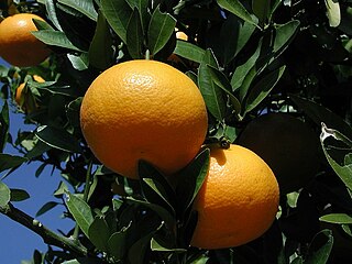 <span class="mw-page-title-main">Iyokan</span> Citrus fruit and plant