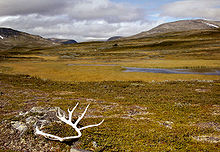 Im jämtländischen Fjäll (Vålådalen-Naturreservat)