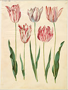 forskellig fra: Tulipa gesneriana (Gottorfer Codex, bind 1, planche 55) 