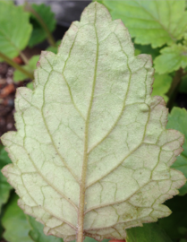 Jovellana sinclairii Leaf close up underside.png