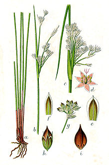 رسم توضيحي لنبات الأسل البحري