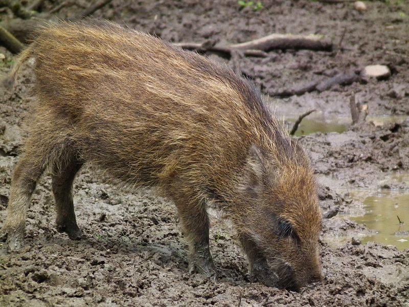 File:Juni 2012 Frischling Wildschwein Alte Fasanerie Klein-Auheim.JPG