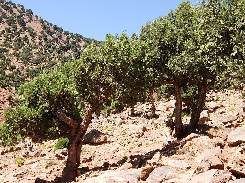 File:Juniperus thurifera africana Imlil 1.jpg