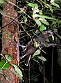 Larvae as food for Kaka