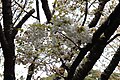 P213 気多の白菊桜 Ketanoshirokikuzakura 枝の写真