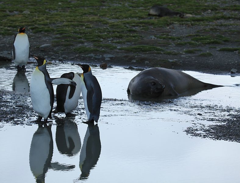 File:King Penguins and a Southern Elephant Seal (5810231305).jpg