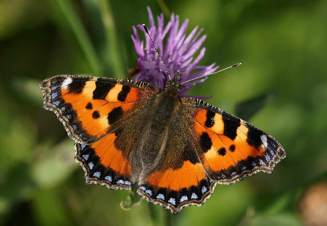 File:Kleiner Fuchs, Aglais urticae.JPG