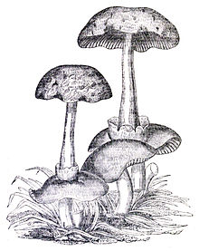 Knapp's 1829 drawing of Agaricus surrectus Knapp 1829 Agaricus surrectus.jpg